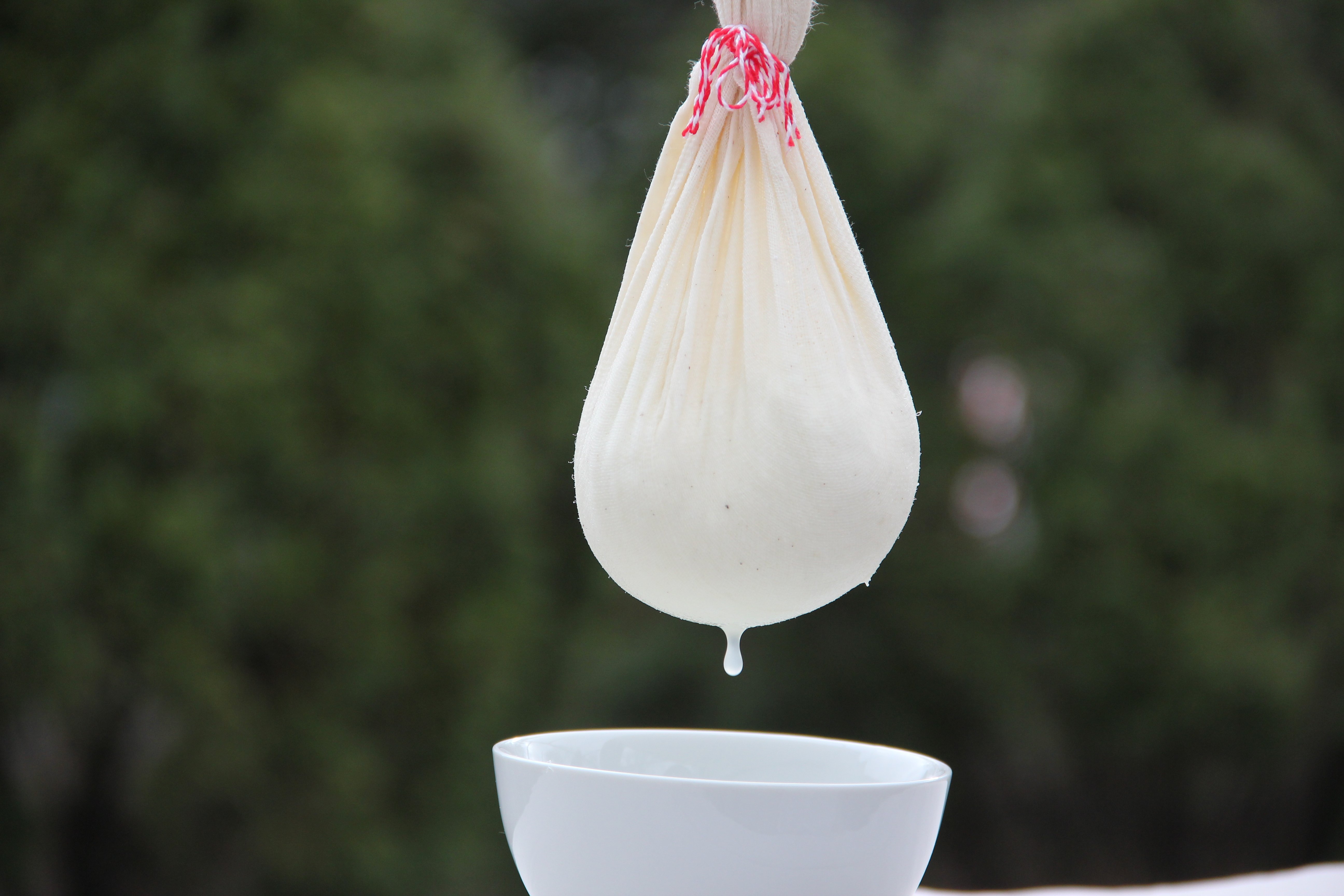 hung curdled milk in cheese cloth