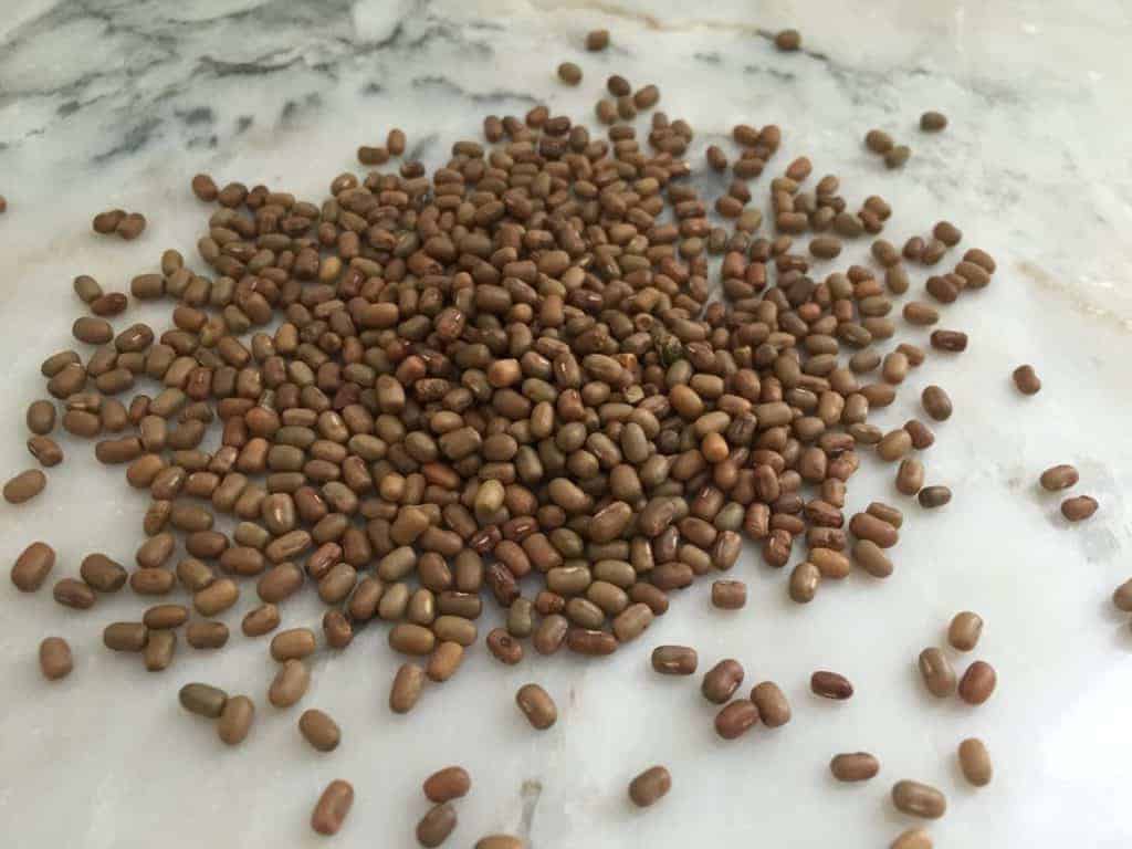 pulses - turkish gram beans