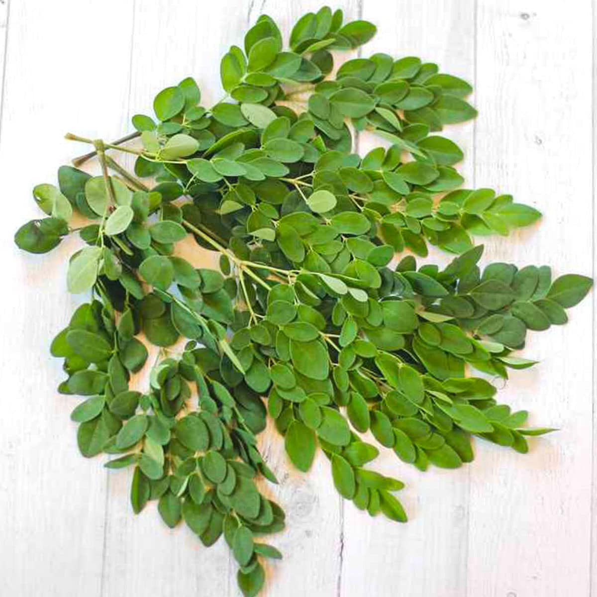 fresh moringa leaves (fresh drumstick leaves) 