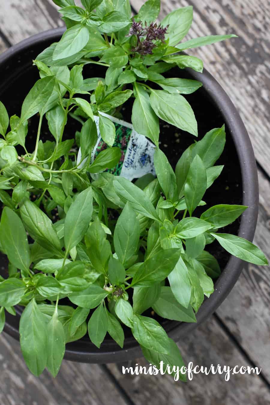 potted basil plant 