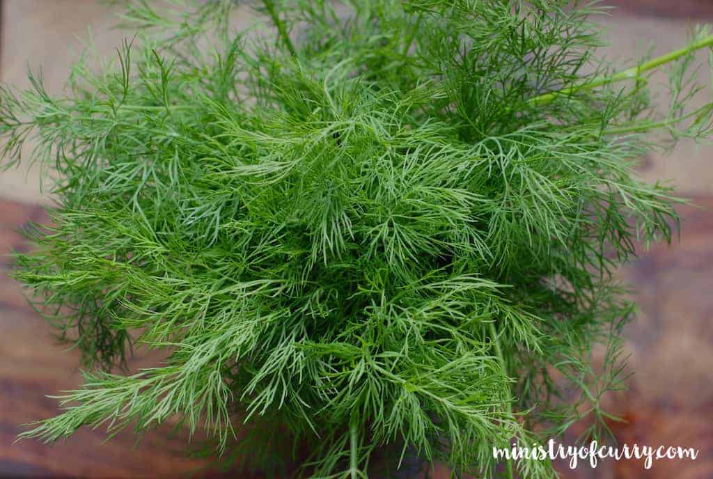 fresh dill bunch 