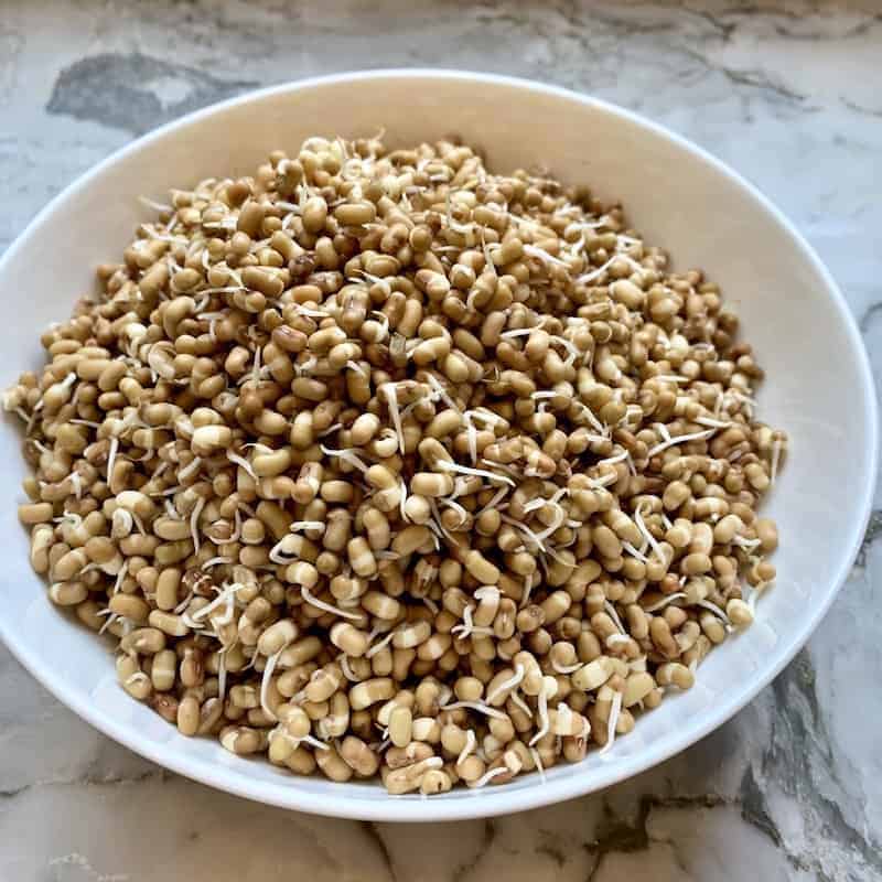 white bowl with sprouts 