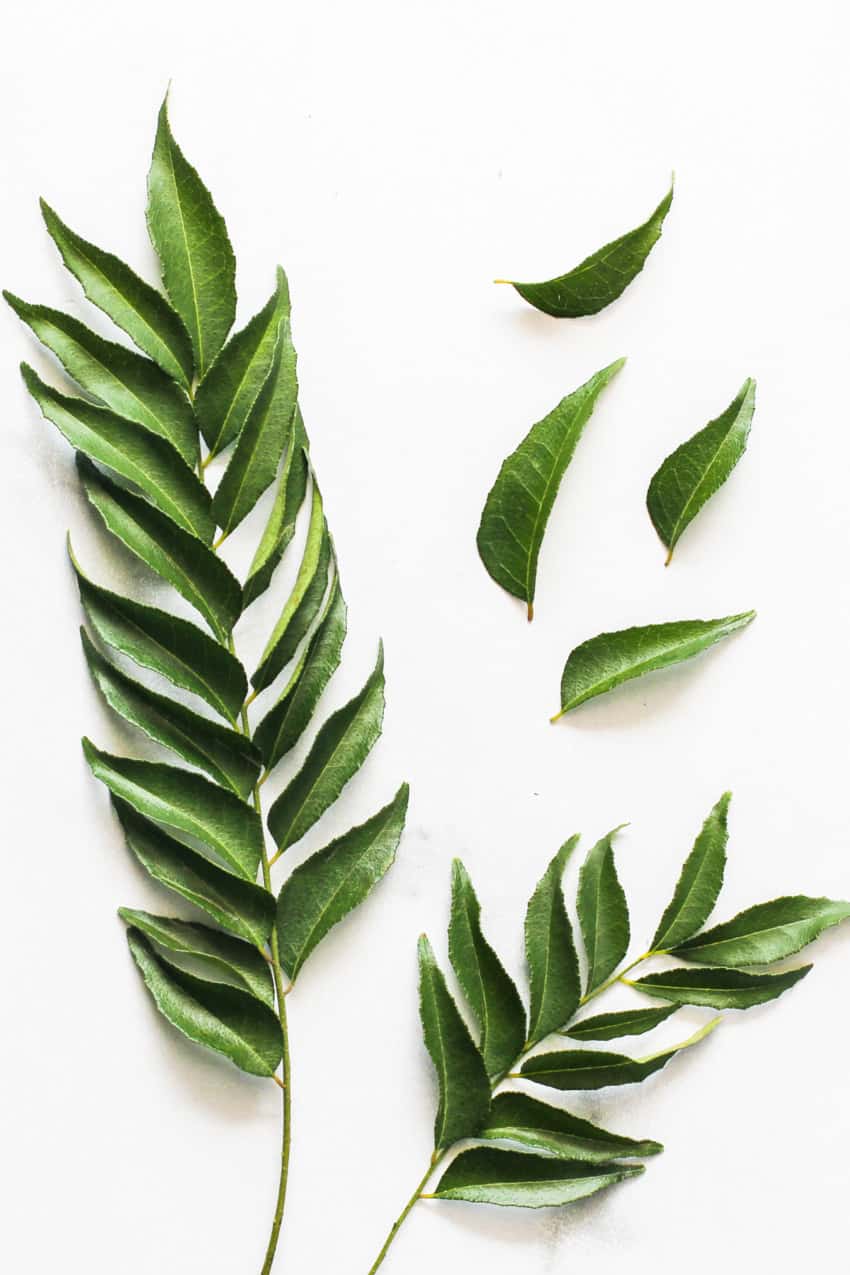 fresh curry leaves and sprig