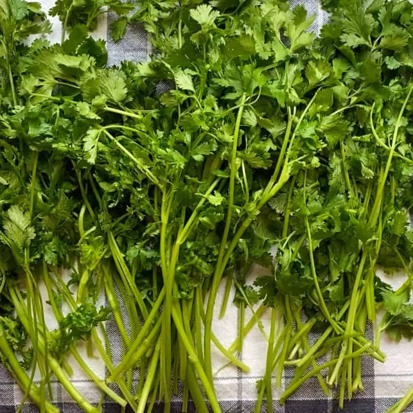 Drying cilantro on kitchen towel 