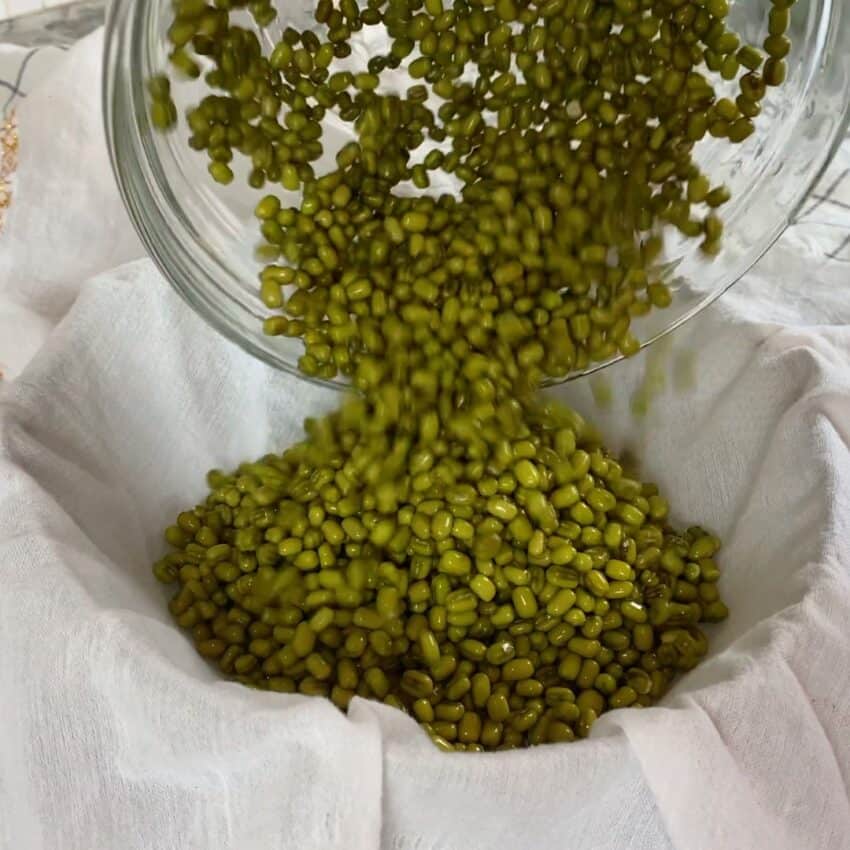 draining out the water from soaked mung beans in a cloth lined colander 