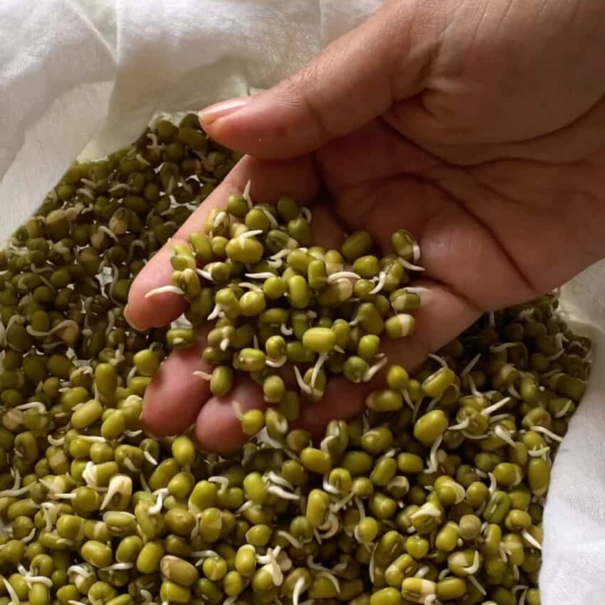 sprouted mung beans